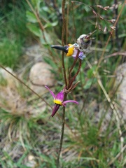 Primula jeffreyi