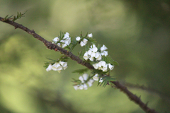 Taxodiomyia cupressi