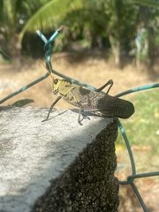 Taeniopoda citricornis