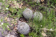 Coryphantha recurvata recurvata