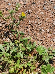 Potentilla argentea