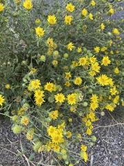 Grindelia squarrosa
