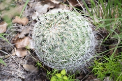 Coryphantha recurvata recurvata