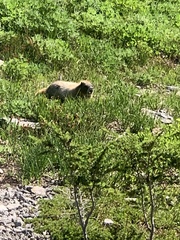 Marmota caligata