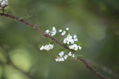 Taxodiomyia cupressi