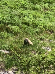 Marmota caligata