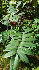 Rhus glabra
