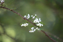 Taxodiomyia cupressi