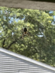 Araneus