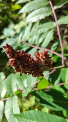 Rhus glabra
