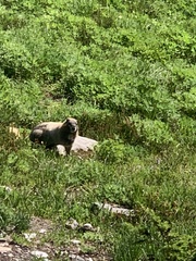 Marmota caligata