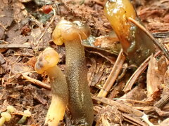 Hypomyces leotiicola