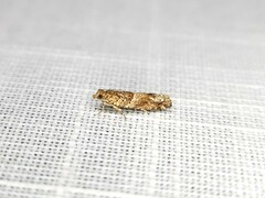 Crocidosema plebejana