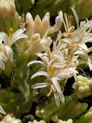 Psacalium decompositum