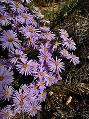 Olearia ciliata