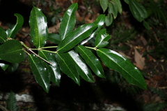 Wilkiea macrophylla