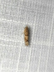 Crocidosema plebejana