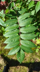 Rhus glabra