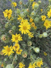 Grindelia squarrosa
