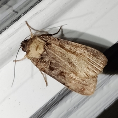 Pseudohermonassa bicarnea