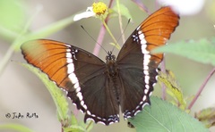 Siproeta epaphus epaphus