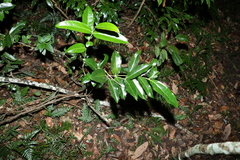 Wilkiea macrophylla