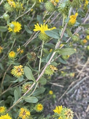 Grindelia squarrosa