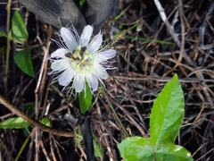 Passiflora ciliata
