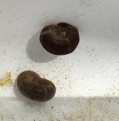 Planorbella trivolvis