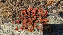 Sedum oreganum