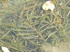 Potamogeton crispus