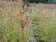 Scirpus