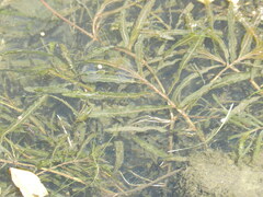 Potamogeton crispus