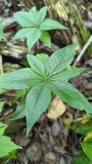 Lysimachia borealis
