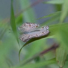 Junonia atlites atlites