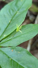 Lysimachia borealis