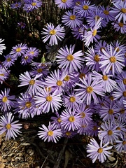 Olearia ciliata
