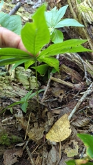 Lysimachia borealis
