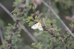 Conchylodes octonalis
