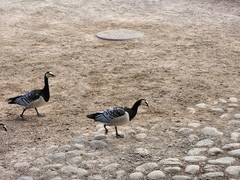 Branta leucopsis