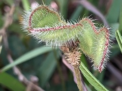Mimosa strigillosa