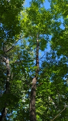 Fraxinus nigra