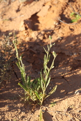 Ptilotus polystachyus