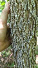 Fraxinus nigra