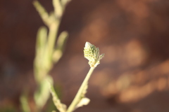 Ptilotus polystachyus