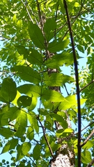 Fraxinus nigra