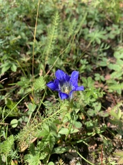 Gentiana parryi