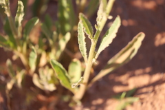 Ptilotus polystachyus