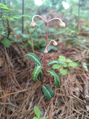 Chimaphila maculata