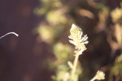 Ptilotus polystachyus